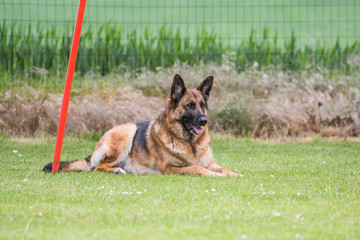 Portrait of a german shepherd dog walking in belgium