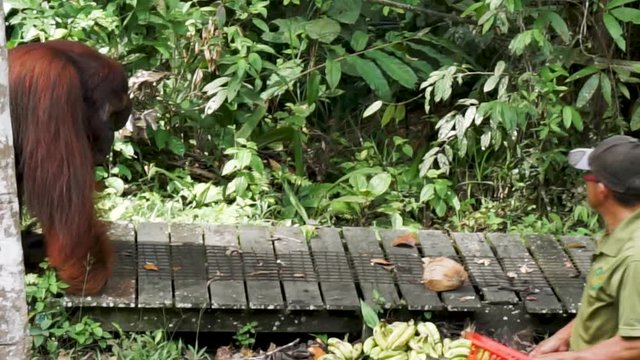Large old orangutan walking to wooden bridge to see zookeeper