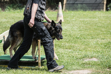 Portrait of a german shepherd dog walking in belgium