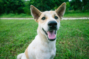 Dog on a green grass outdoors