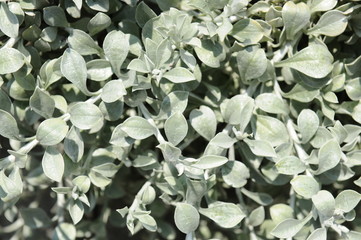 シルバーリーフ  コンボルブルス・クネオルム