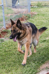 Portrait of a german shepherd dog walking in belgium