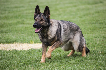 Portrait of a german shepherd dog walking in belgium