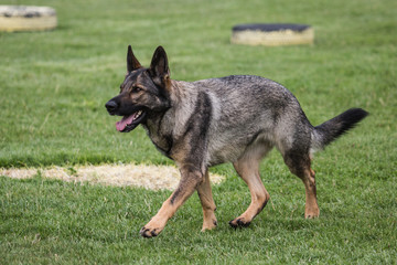 Portrait of a german shepherd dog walking in belgium