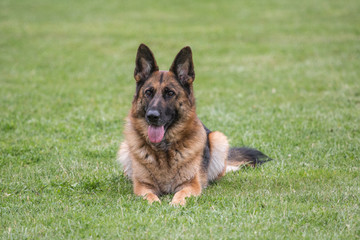Portrait of a german shepherd dog walking in belgium