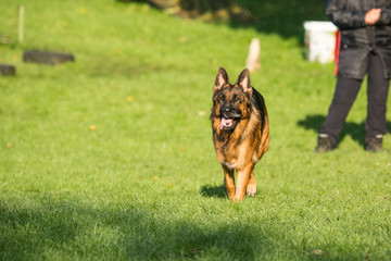 Portrait of a german shepherd dog walking in belgium