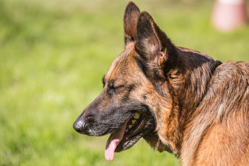 Portrait of a german shepherd dog walking in belgium