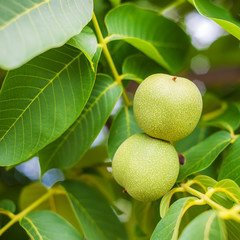 Frische Nüsse auf einem Baum