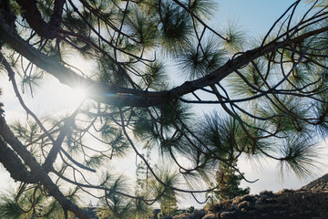Pine tree on the sun