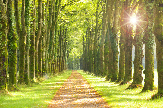 Fototapeta Baumallee mit Fußweg und Sonnenstrahlen
