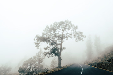 Obraz na płótnie Canvas Tree and road in the cloud