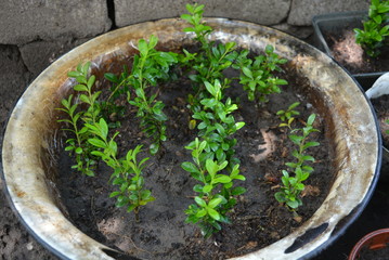 Seedlings of green boxwood planted in pots