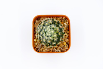 cactus top view