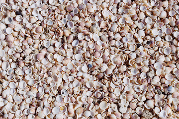 Sea shells on sand as natural background © mountaira