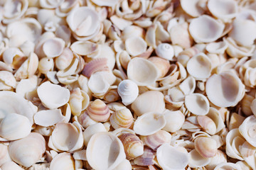 Sea shells on sand as natural background