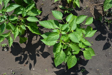 Beautiful and bright green leaves and seedlings of вalgar pepper after rain, lightning and thunder
