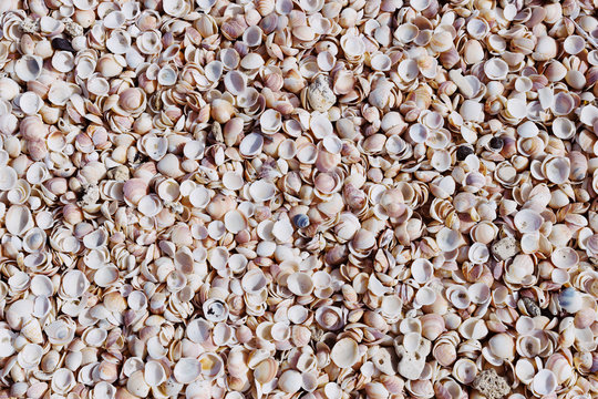 Sea shells on sand as natural background
