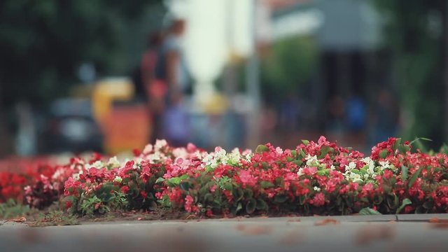 Beautiful red, white, pink flowers on the flowerbed in the center city. Dolly shot, shallow depth of the field, 50 fps.