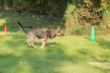 Portrait of a german shepherd dog walking in belgium
