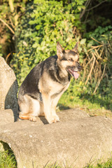 Portrait of a german shepherd dog walking in belgium