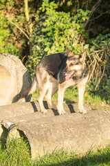 Fototapeta premium Portrait of a german shepherd dog walking in belgium