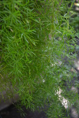 Beautiful home flower with spines and long branches