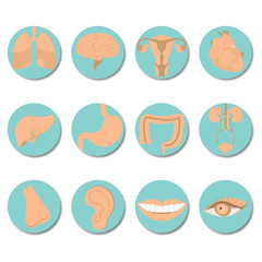 Round icons of human organs set.