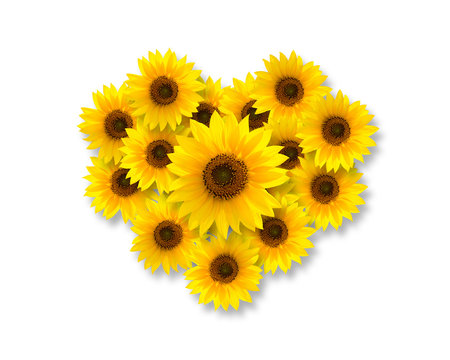 Heart shape with sunflowers, isolated on white background, top view.
