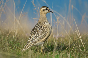 Eurasian Dotterel (Charadrius morinellus) on the meadow