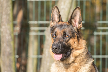 Portrait of a german shepherd dog walking in belgium