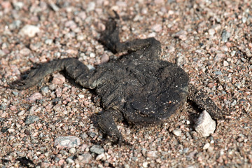 Crushed car and dried toad