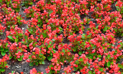 flower bed of flowers begonia background