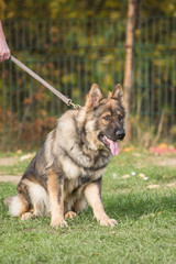 Portrait of a german shepherd dog walking in belgium