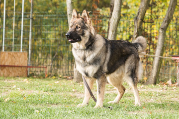 Portrait of a german shepherd dog walking in belgium