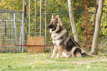 Portrait of a german shepherd dog walking in belgium