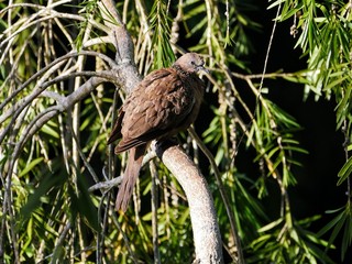 Spotted dove - Spilopelia chinensis from Mauritius