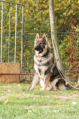 Portrait of a german shepherd dog walking in belgium
