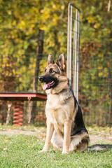 Portrait of a german shepherd dog walking in belgium