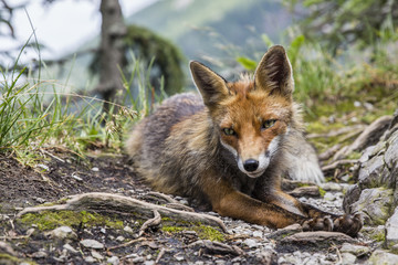 Wild red fox in the mountains