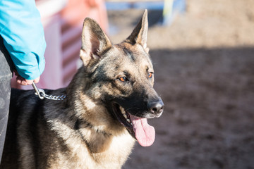Portrait of a german shepherd dog walking in belgium