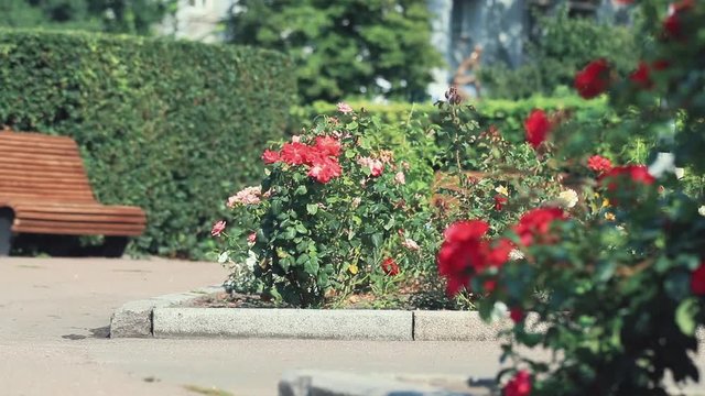Beautiful pink red roses in the city square. Sunny summer day, light breeze, dynamic scene, toned video, 50fps.