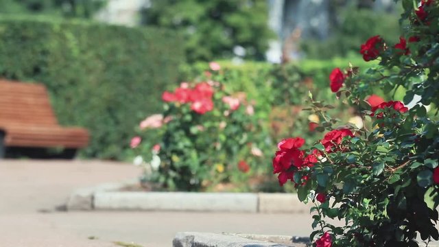 Beautiful pink red roses in the city square. Sunny summer day, light breeze, dynamic scene, toned video, 50fps.
