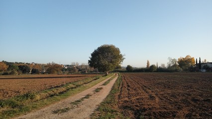 Camino entre campos