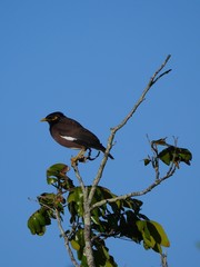 Common Myna - Acridotheres tristis - Martin triste