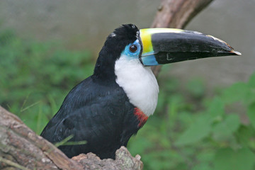 Channel-billed toucan (Ramphastos vitellinus), isolated, in the forest