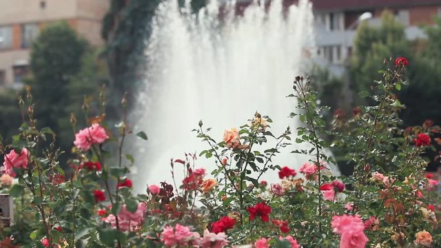Beautiful pink red roses in the city square near the fountain. Sunny summer day, light breeze, dynamic scene, toned video, 50fps.