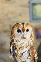 Tawny or brown owl. Portrait Strix aluco