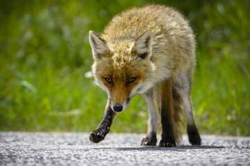 Fox Looking for Food