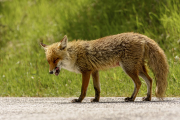Fox Looking for Food