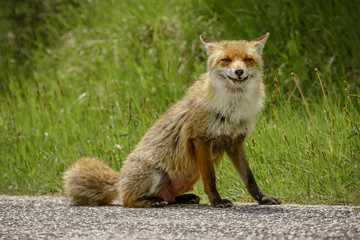 Fox Looking for Food